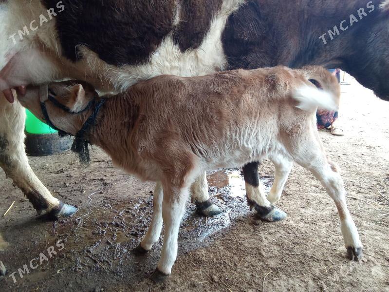 Gölely sygyr - Эсенгулы - img 1