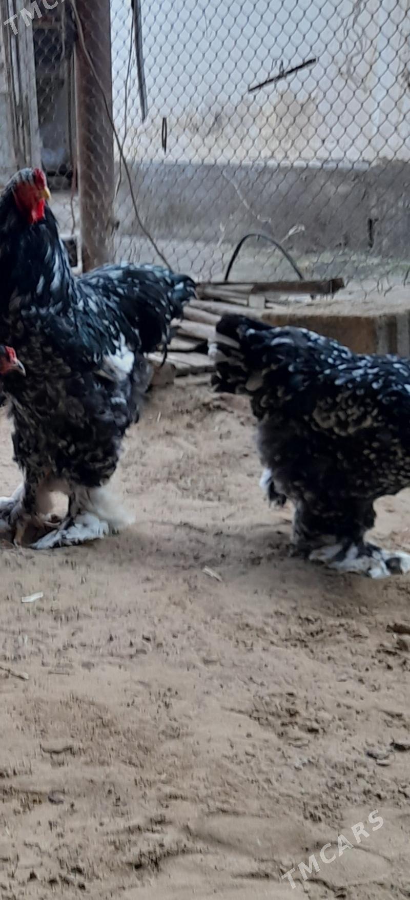 Byrama myramyr - Кëши - img 1