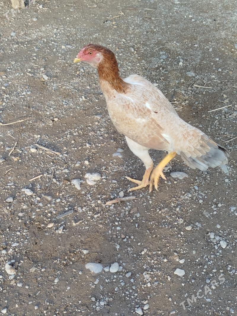 taşkent - Büzmeýin - img 1