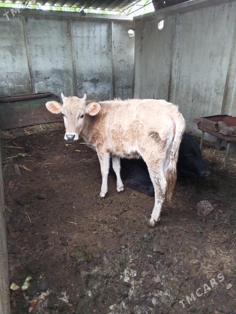 Gole - Яшлык - img 1