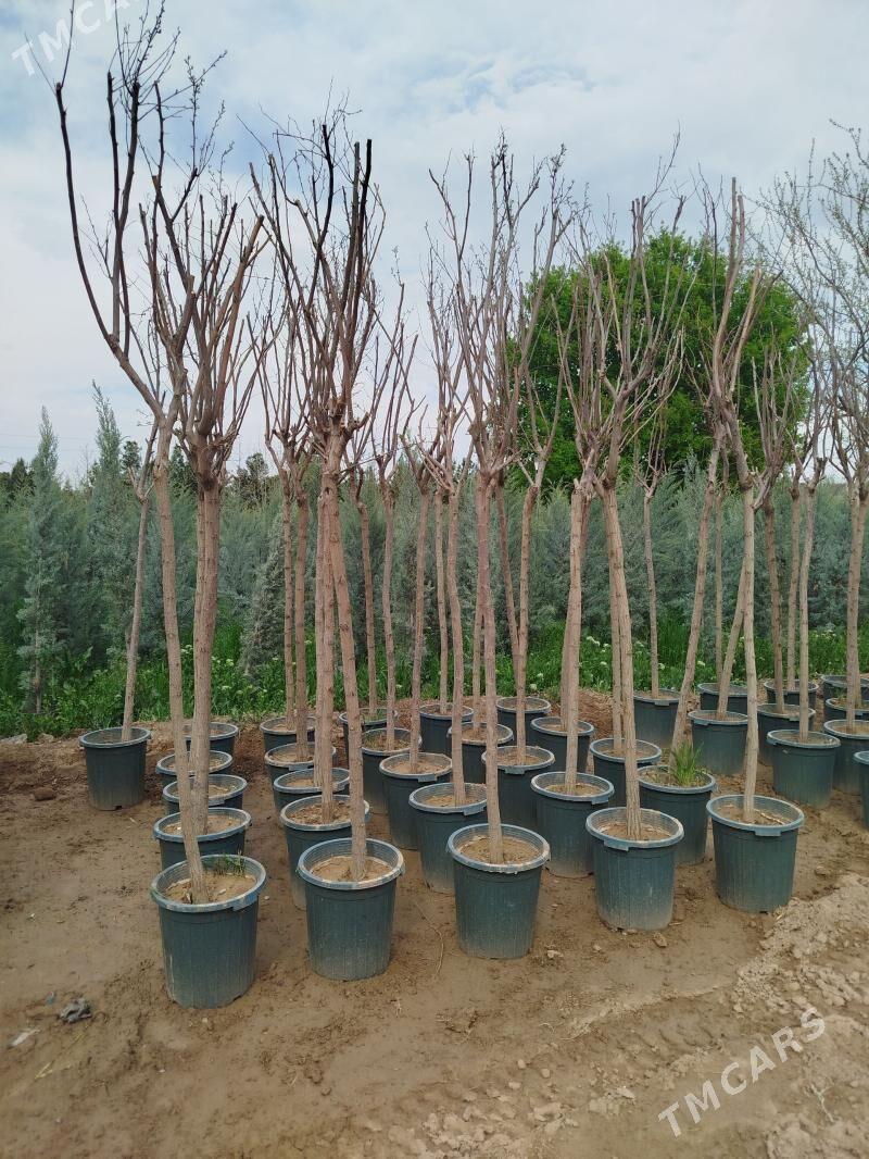 ady akasia bagy - Бекреве - img 1