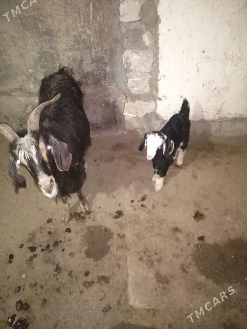 Awlakly geci - Gumdag - img 1