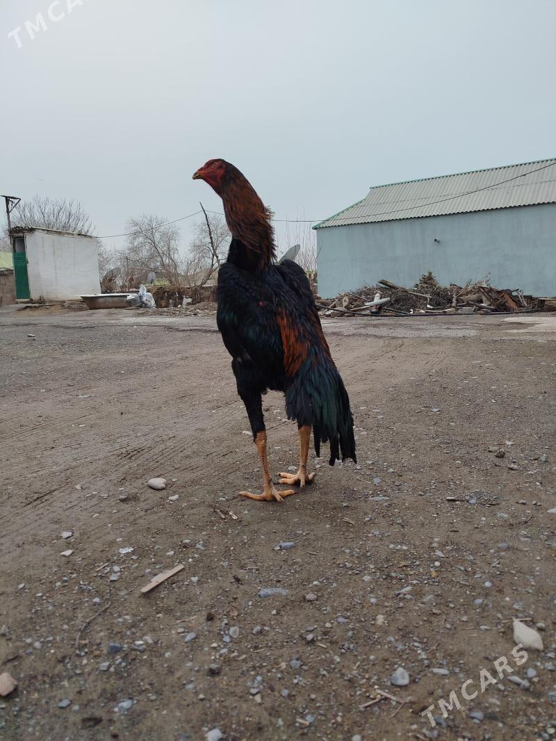 taşkent - Бузмеин - img 1