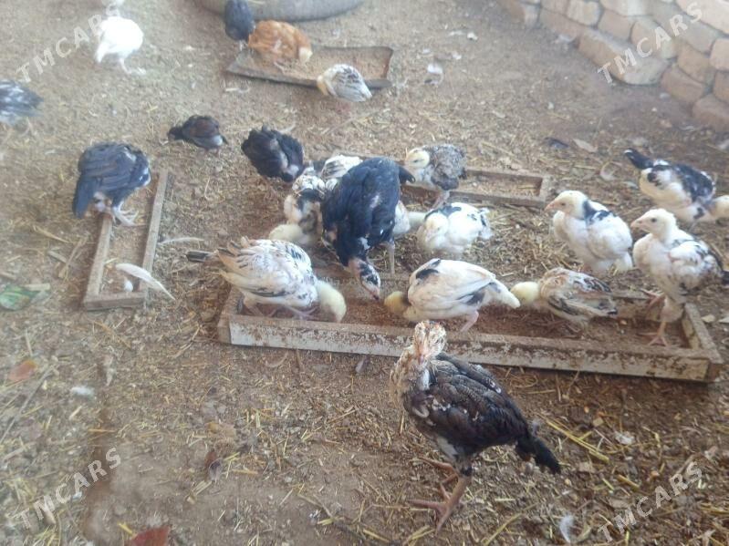 Alaja jujalar - Шабатский этрап - img 1