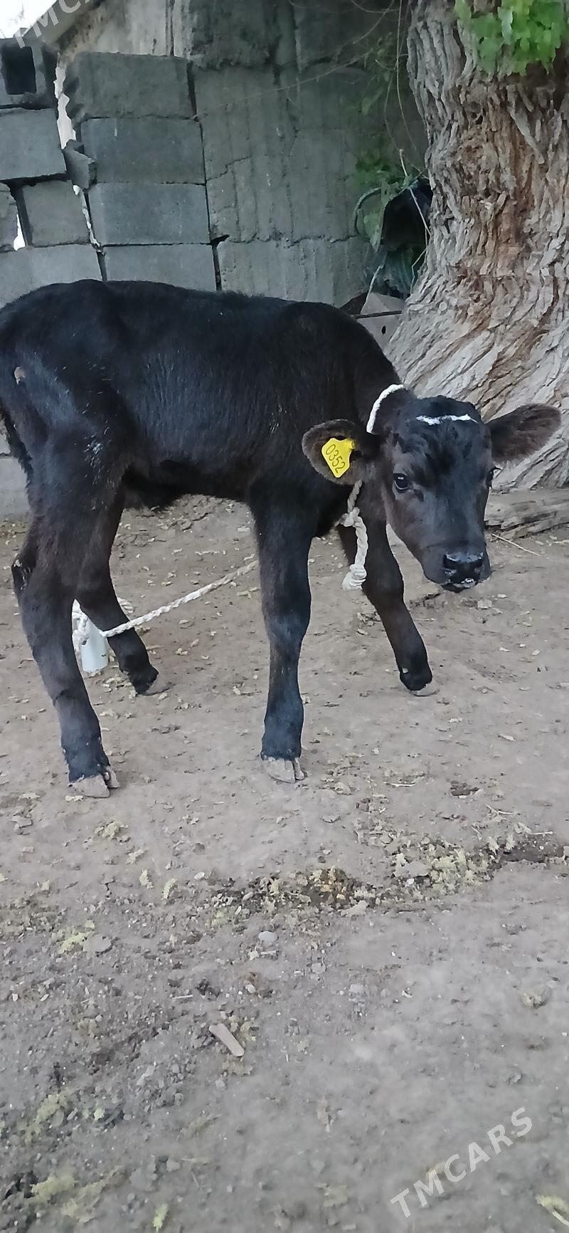 Öküzçe - Aşgabat - img 1