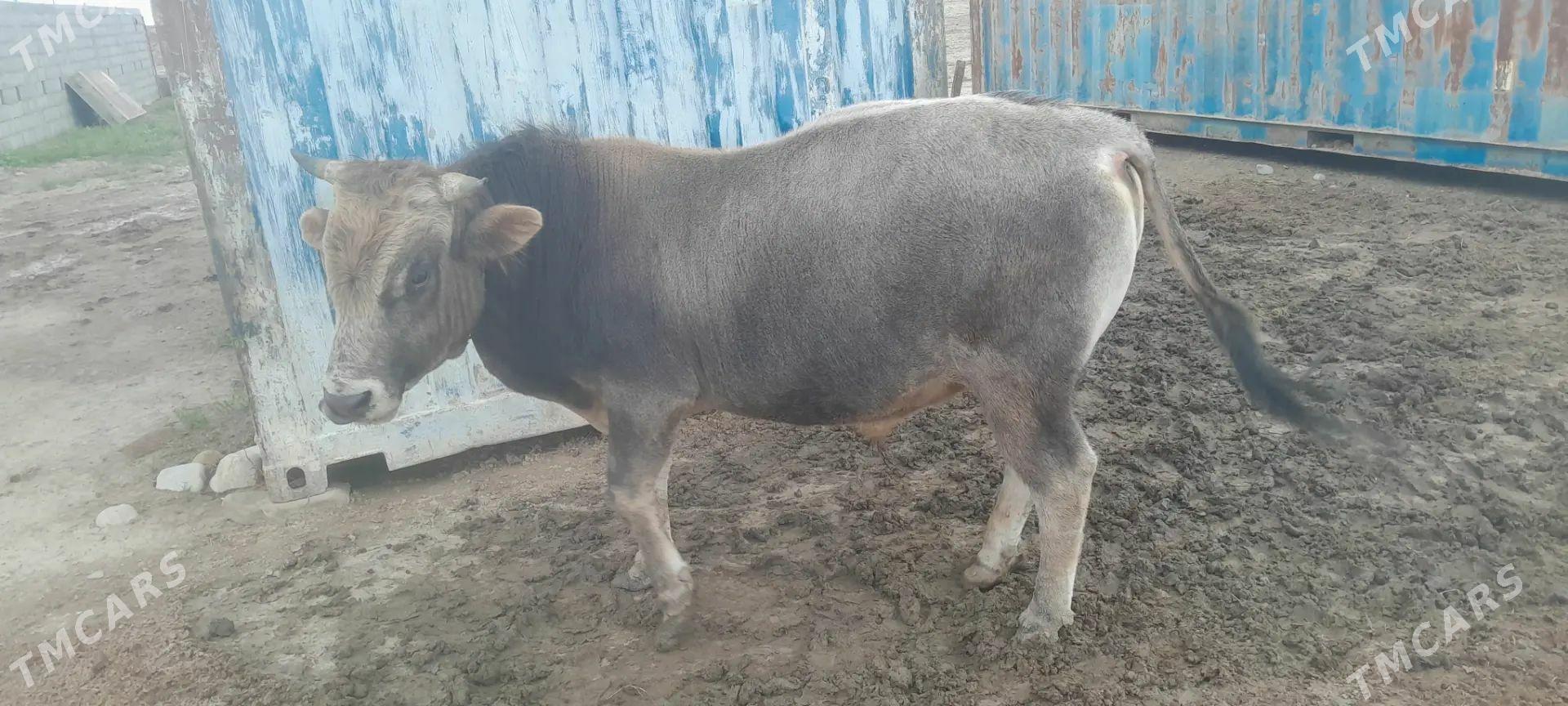 Okuz - Кака - img 1