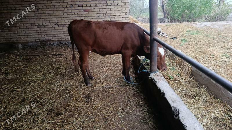 симентал катыш унажынлар - Чарджоу - img 1