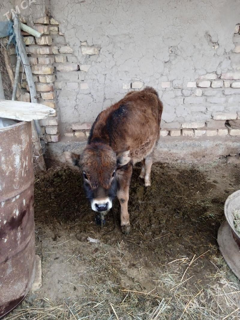 okuz - Бабадайхан - img 1