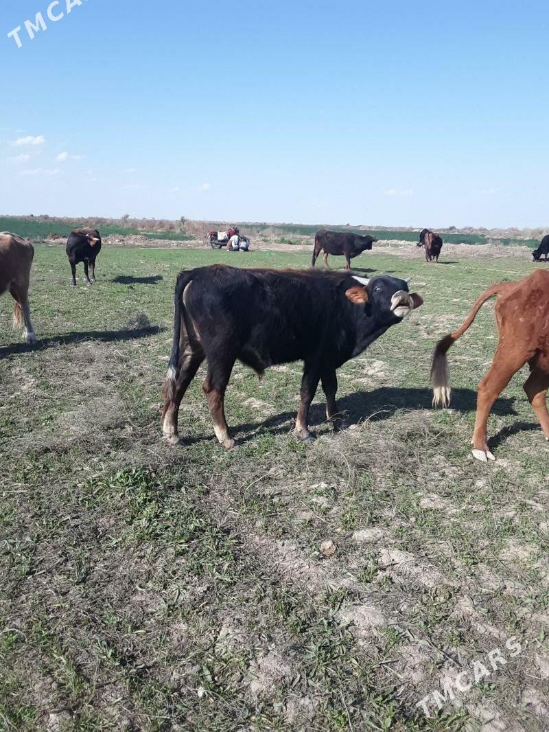 öküz - Бабадайхан - img 1