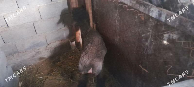 berre tokly - Ýalkym - img 1