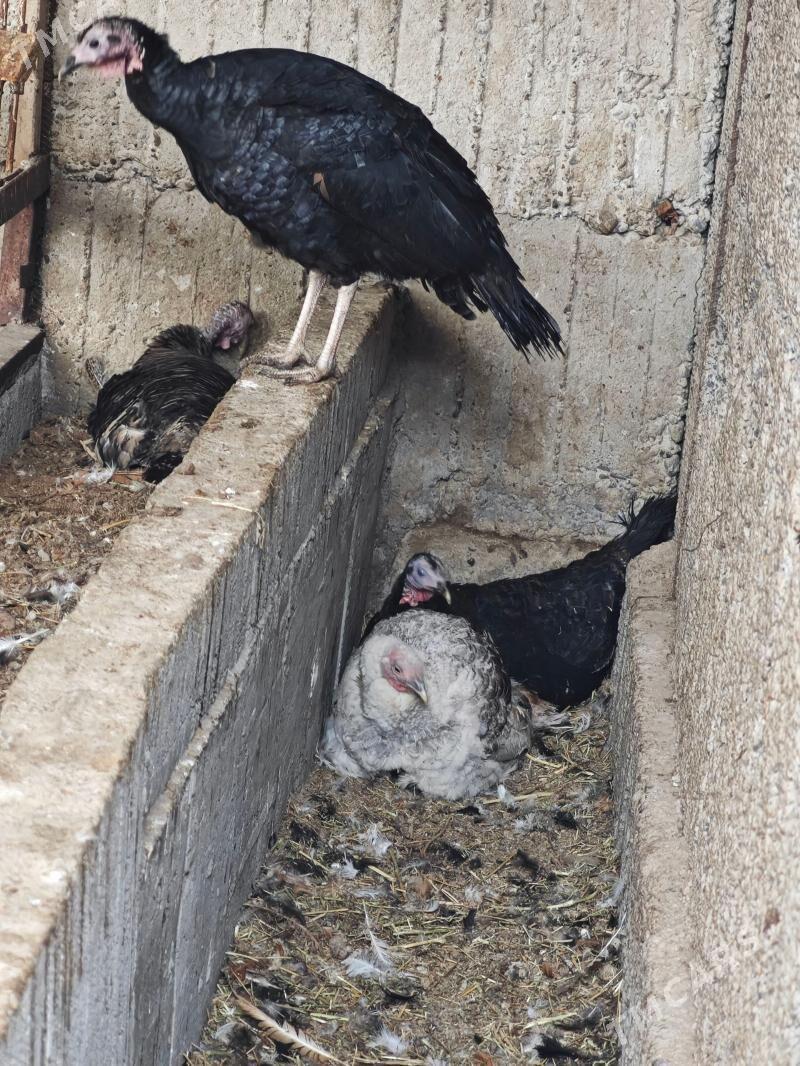 Kurk induk - Büzmeýin - img 1