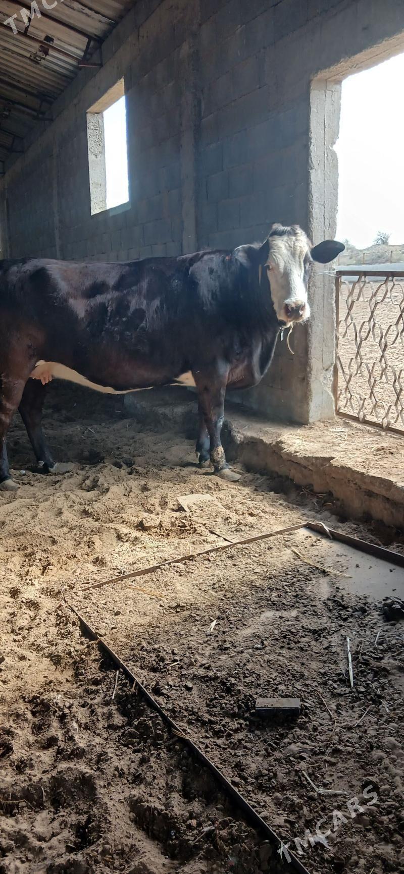 sygyr - Änew - img 1