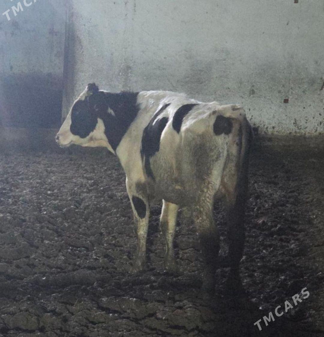 Galyşteýin ÖKÜZ - Bäherden - img 1