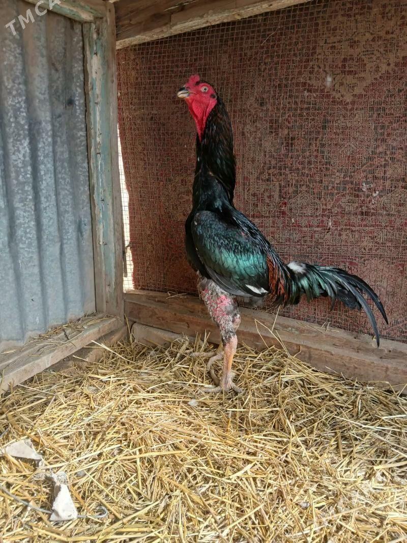 baysy horaz - Kerki - img 1