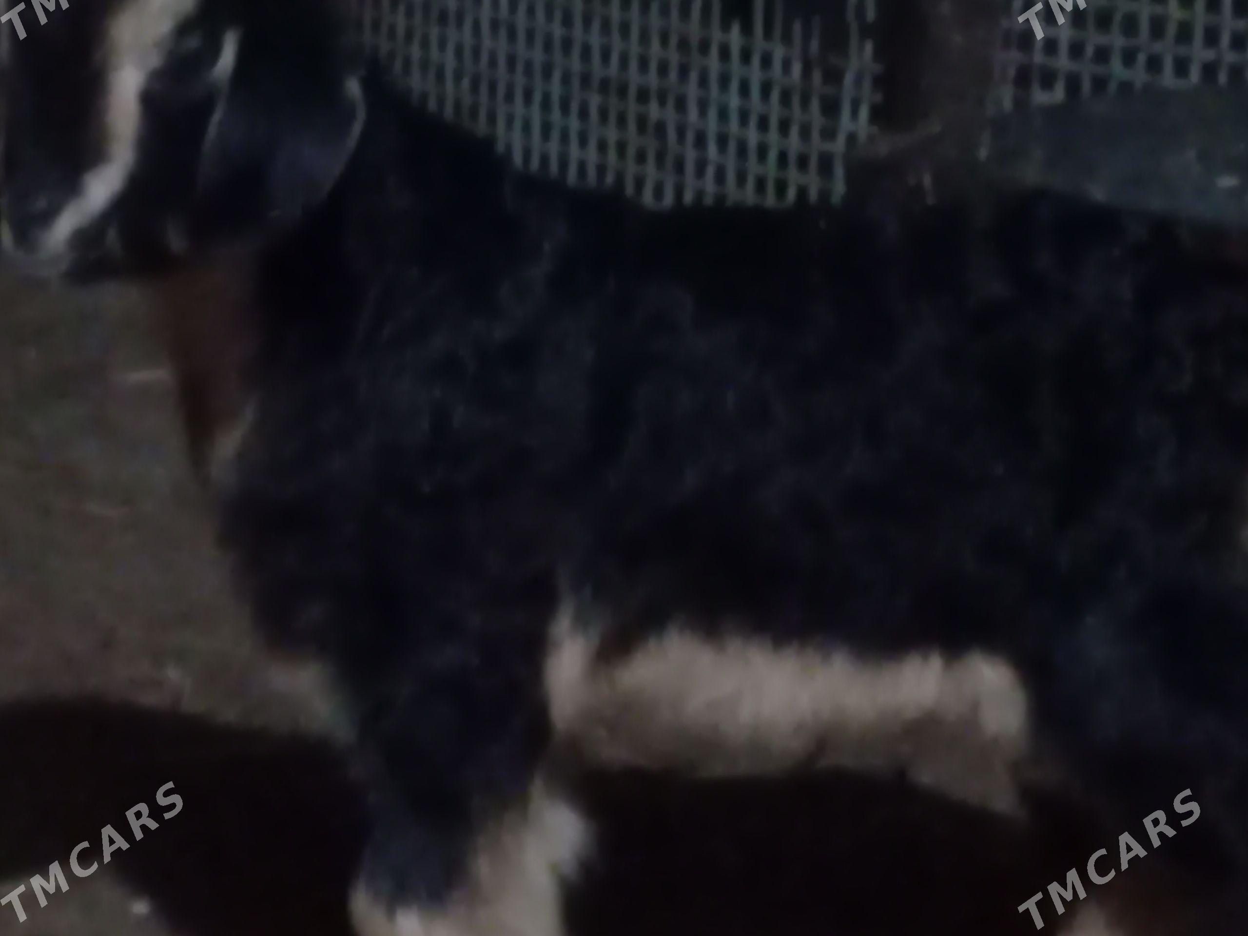 owlak - Гумдаг - img 1