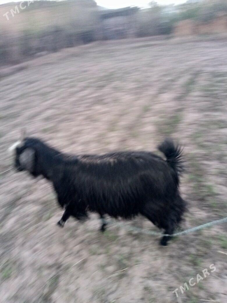 gysyr geçi - Гороглы (Тагта) - img 1