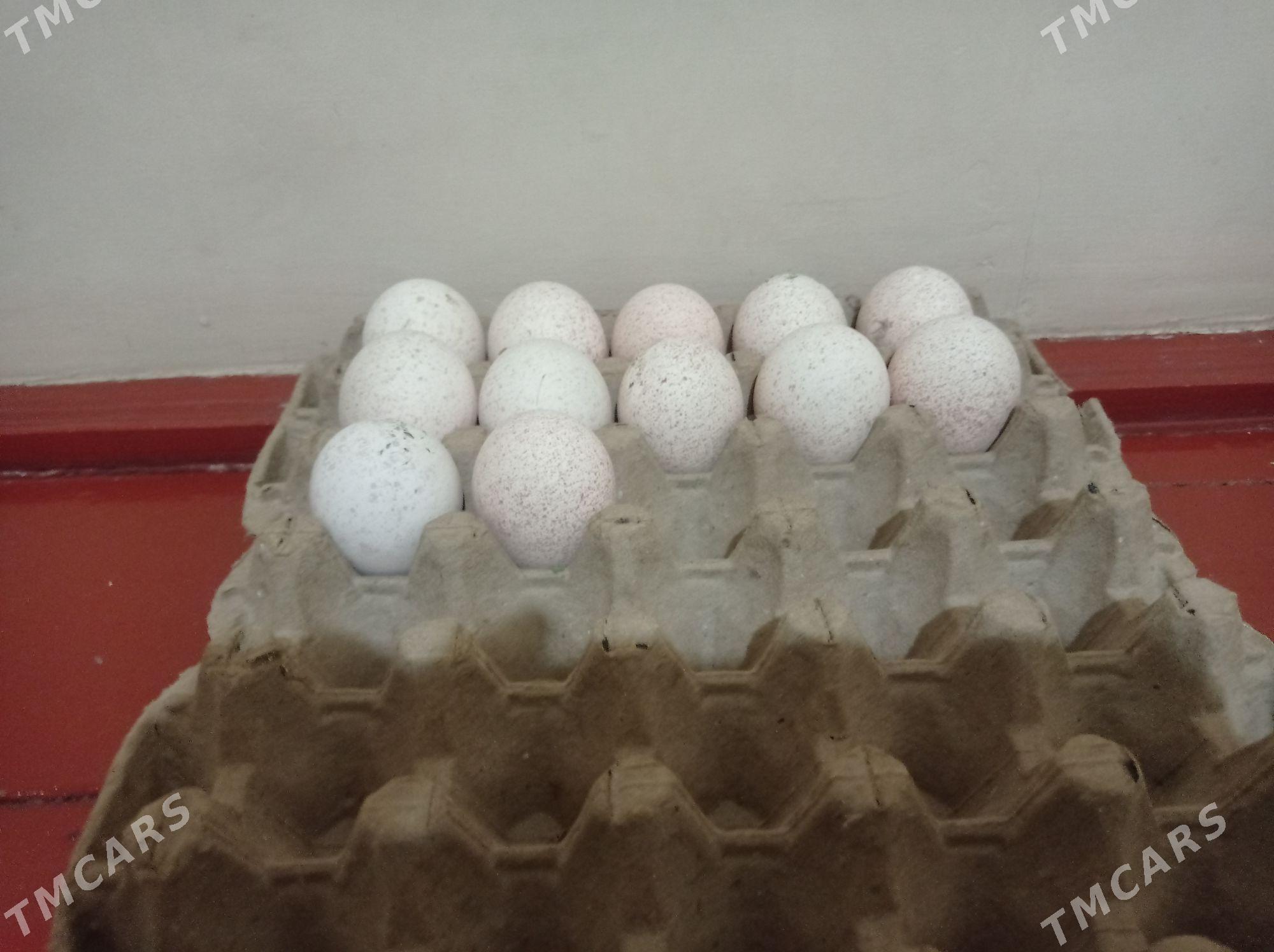 Induk - Ашхабад - img 1