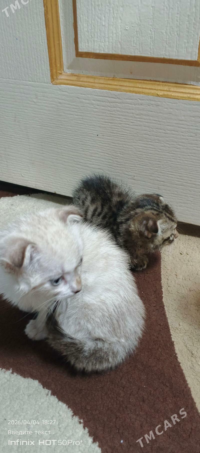 şatlan pisik - Hitrowka - img 1