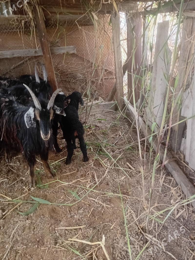 bakylan geci guzy - Türkmengala - img 1