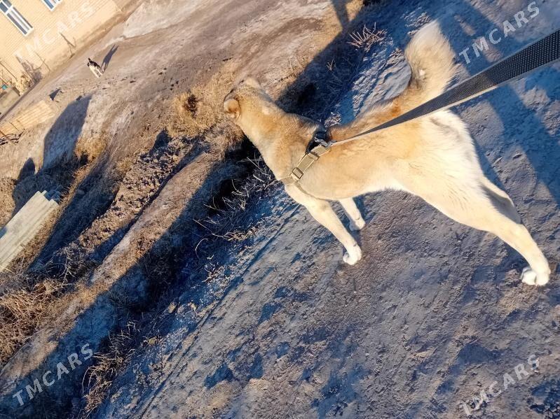 Yolbars - Шабатский этрап - img 1