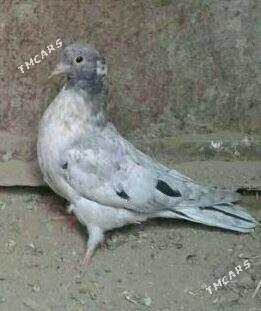 Kepderi - Mary - img 1