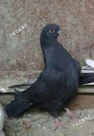 Kepderi - Мары - img 1