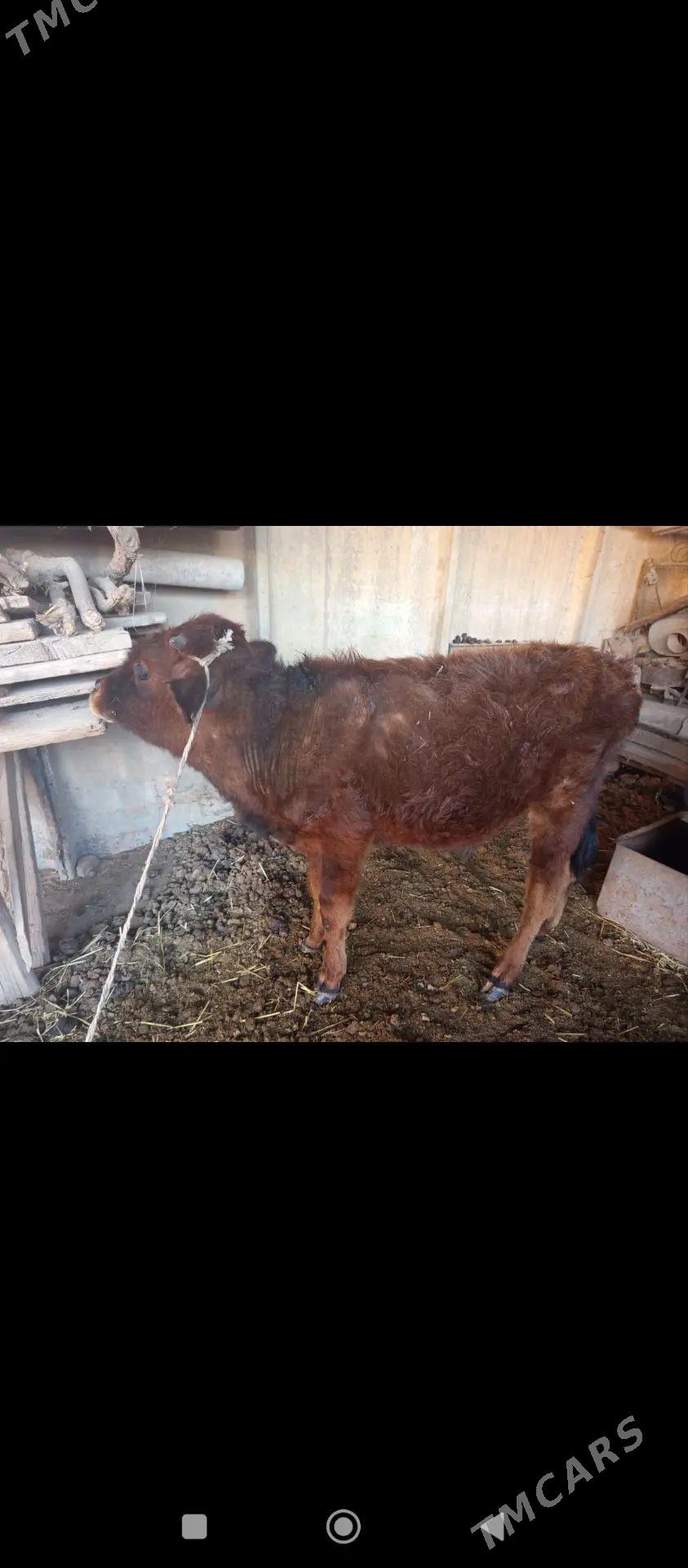 okceler - Теджен - img 1