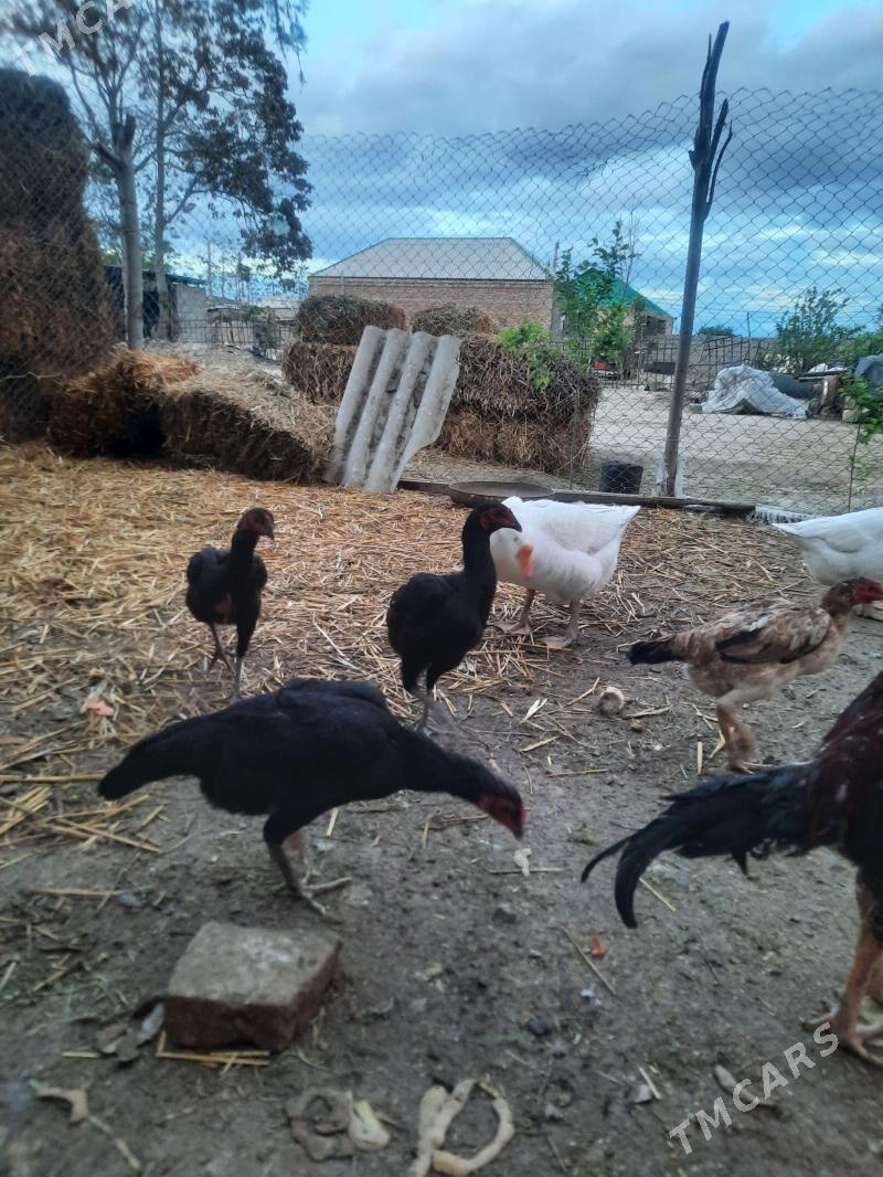 tasgent - Bäherden - img 1