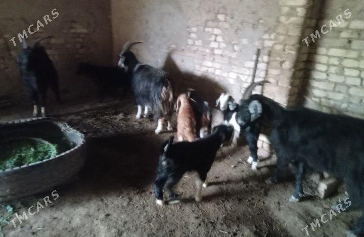 Ekiz owlakly geciler - Baýramaly - img 1