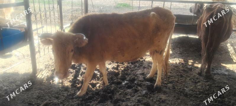 goleli sygyr - Wekilbazar - img 1