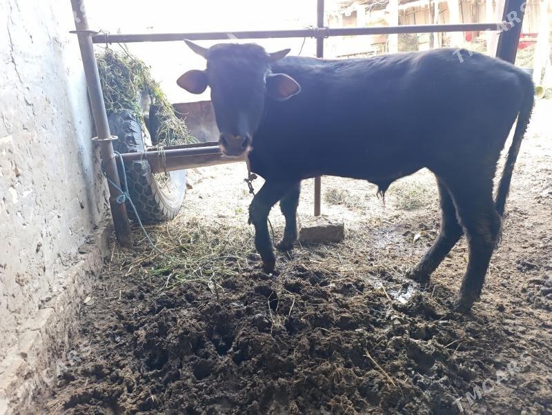 öküzce - Фарап - img 1