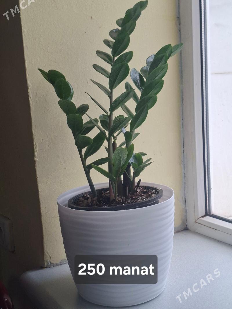 gül цветы öÿ güli zamiakulkas - Aşgabat - img 1