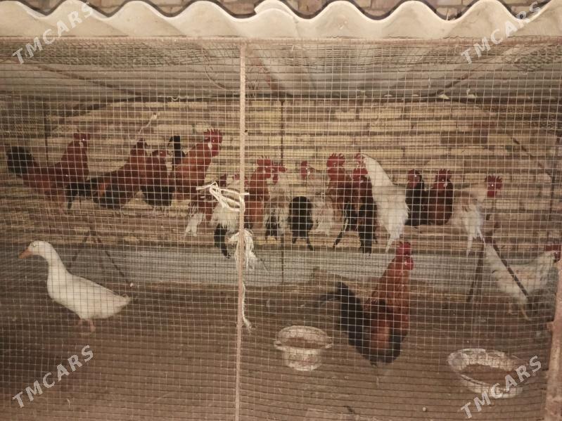 horaz - Чарджоу - img 1