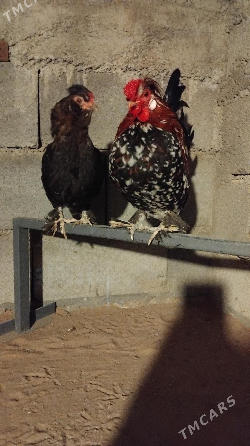 Карлык Хороз ве Макы - Ашхабад - img 1