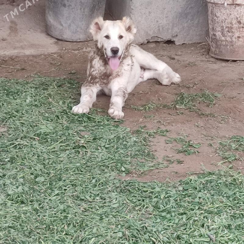 alabaý admen bar - Фарап - img 1