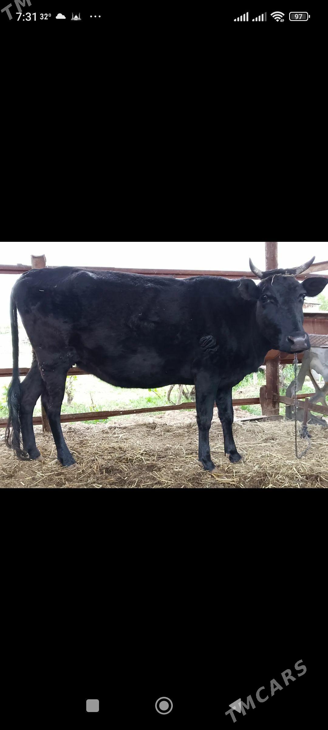 bogaz sygyr - Байрамали - img 1