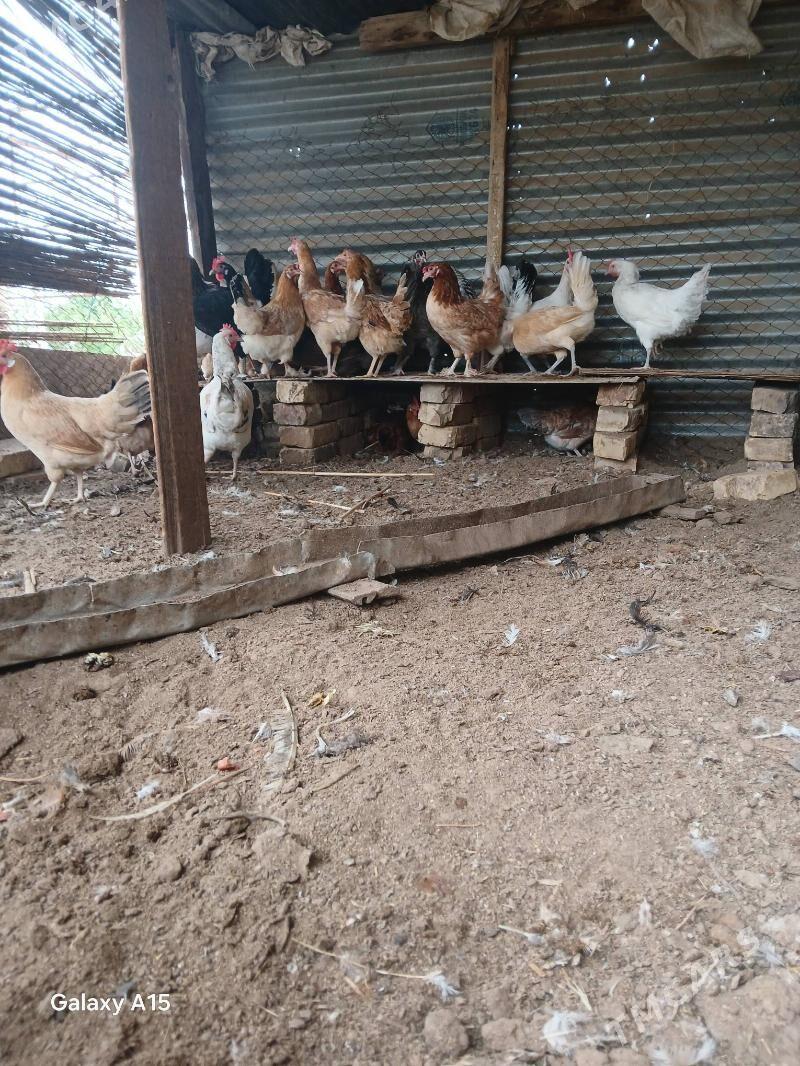 Tovuk - Мары - img 1