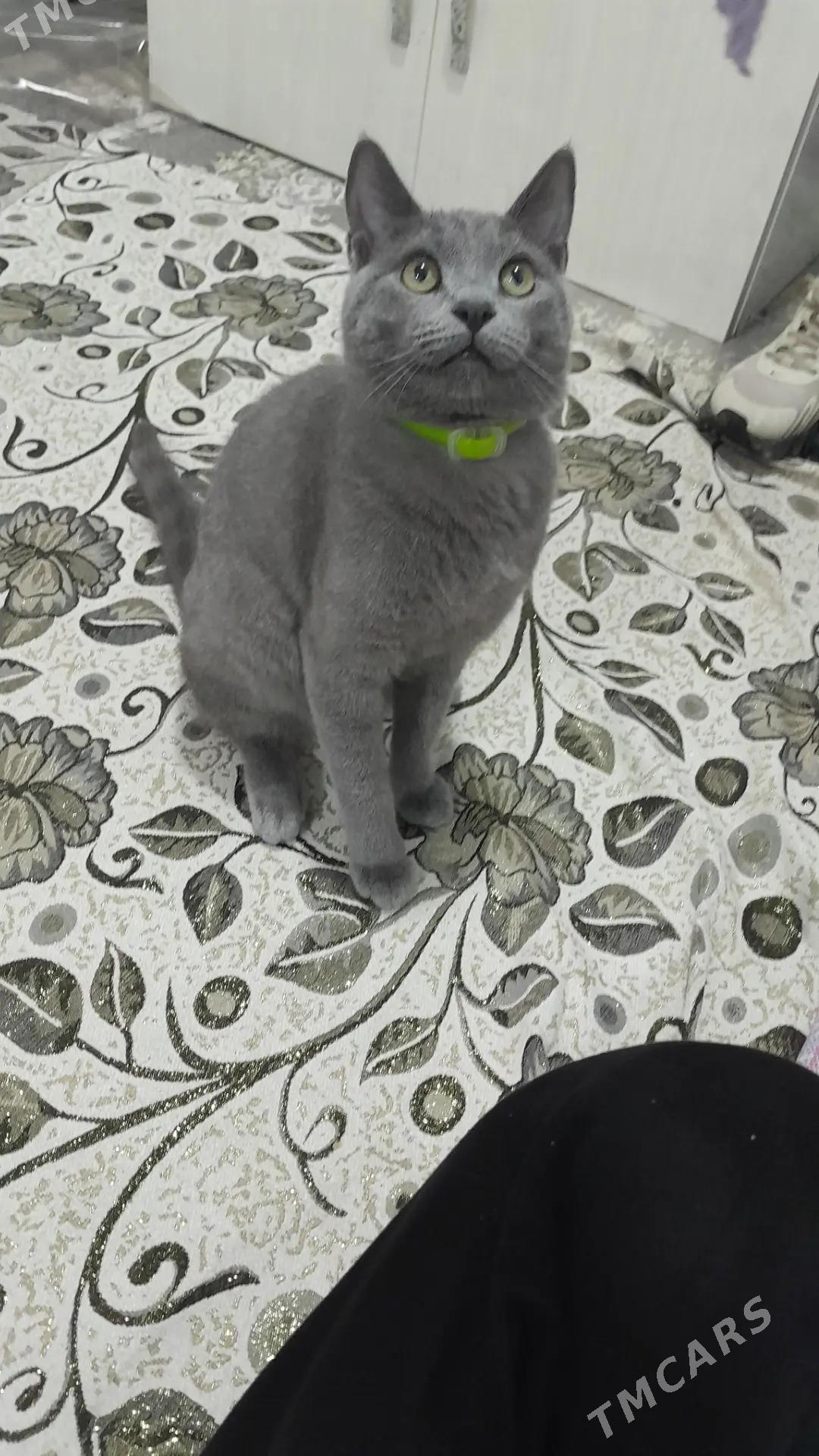 Pişik - 8 mkr - img 1