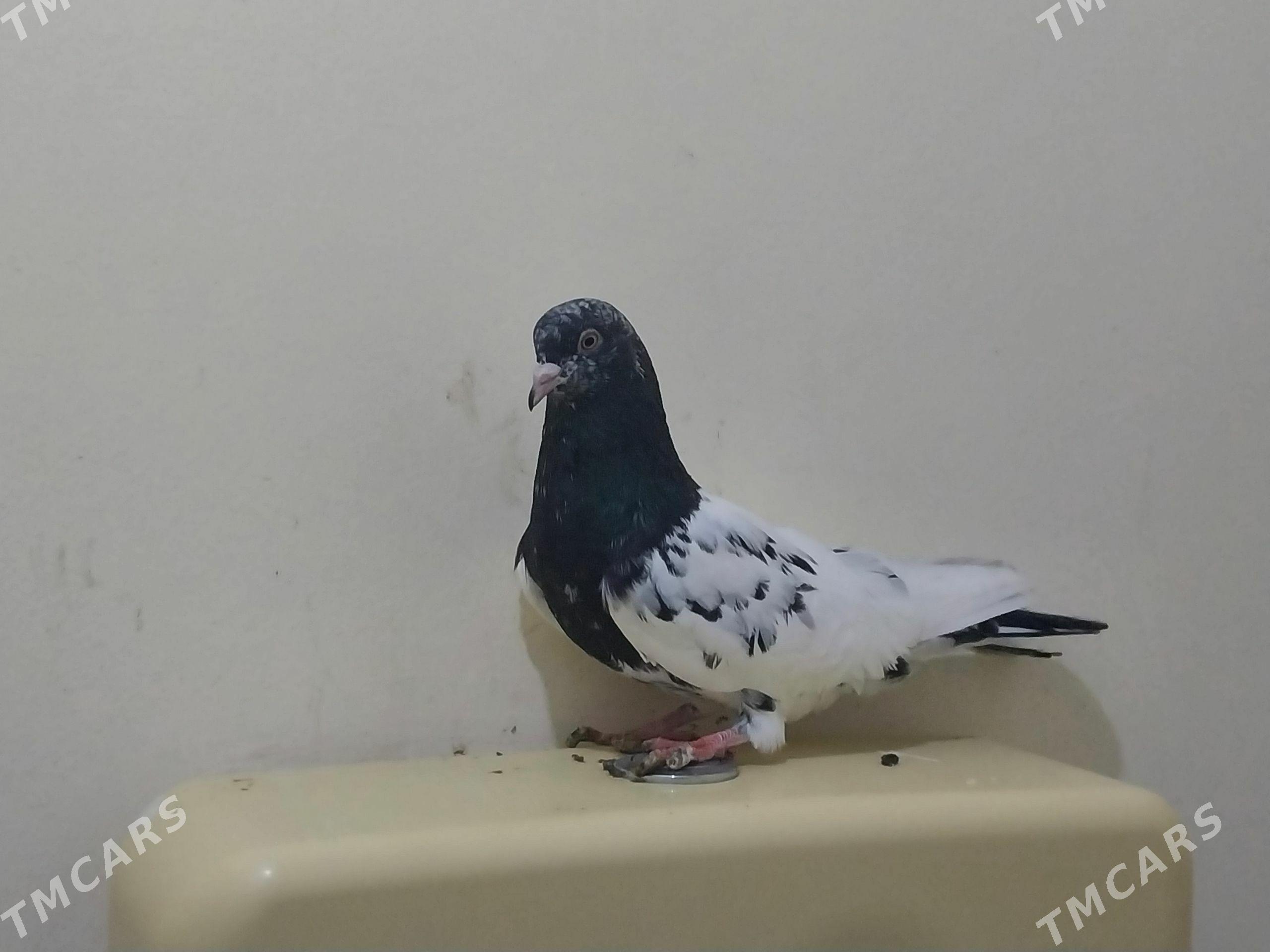 Kepderi - Ашхабад - img 1