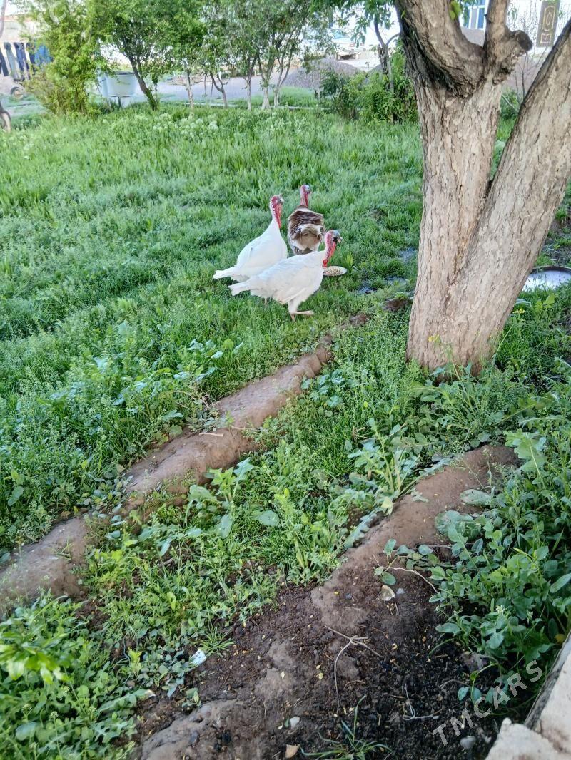 induk - Kaka - img 1