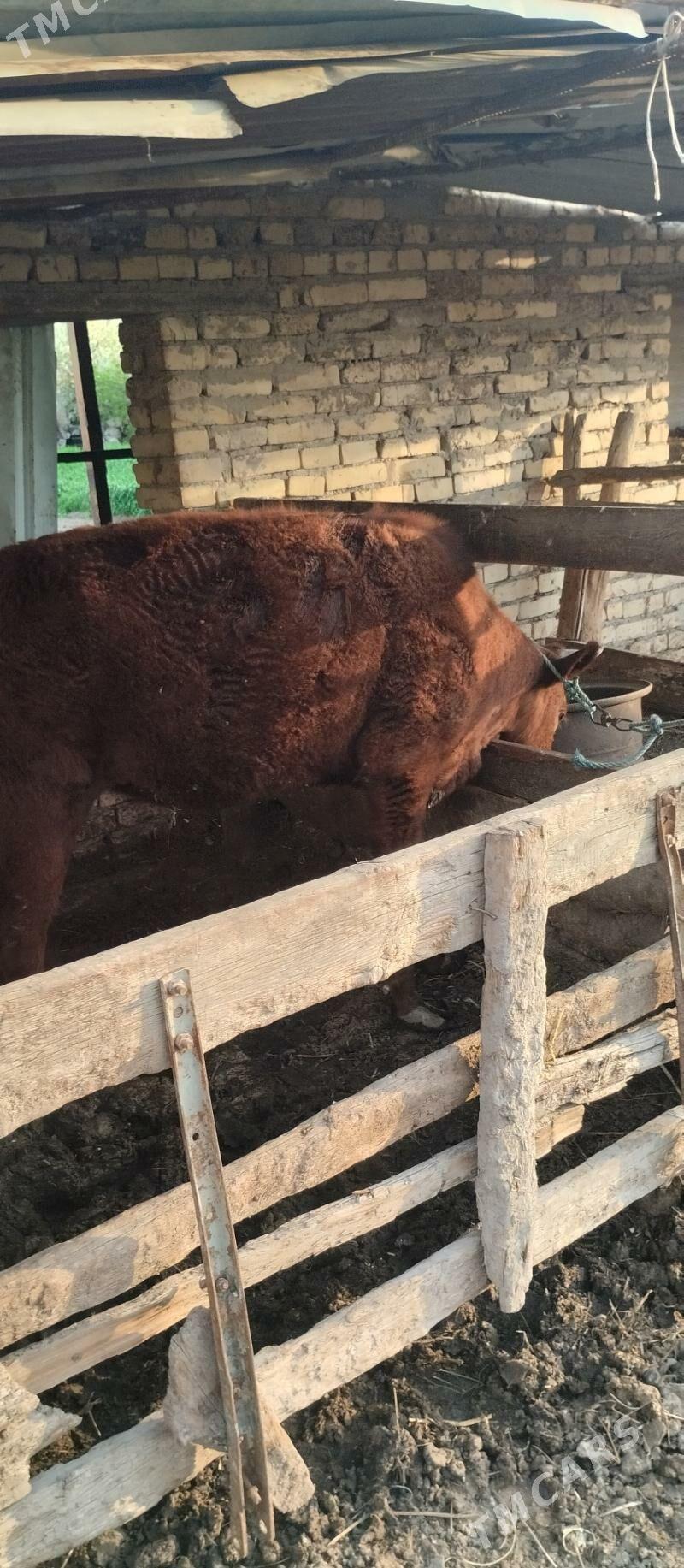 унажын - Чарджоу - img 1