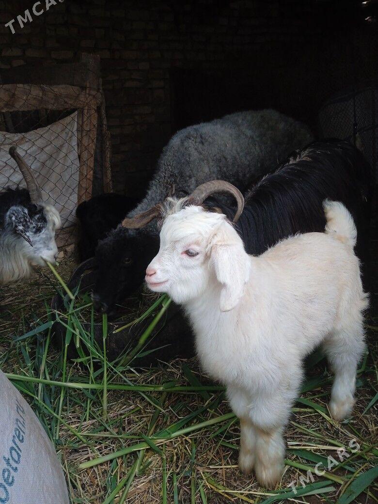 owlakly geci - Бабадайхан - img 1