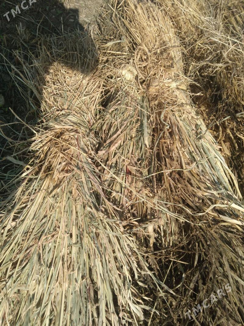 Мал оти - Daşoguz - img 1