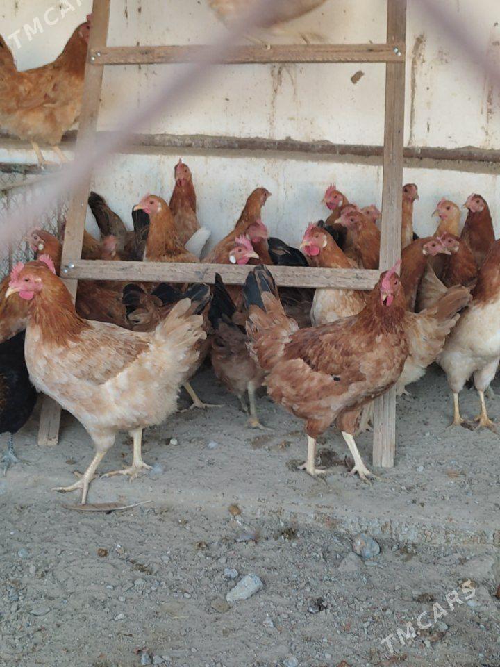 towuk - Ak bugdaý etraby - img 1