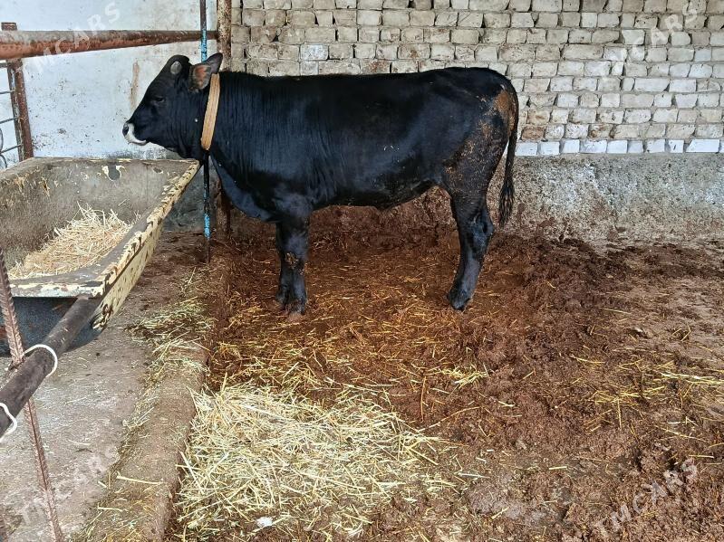 Öküz şwet - Aşgabat - img 1