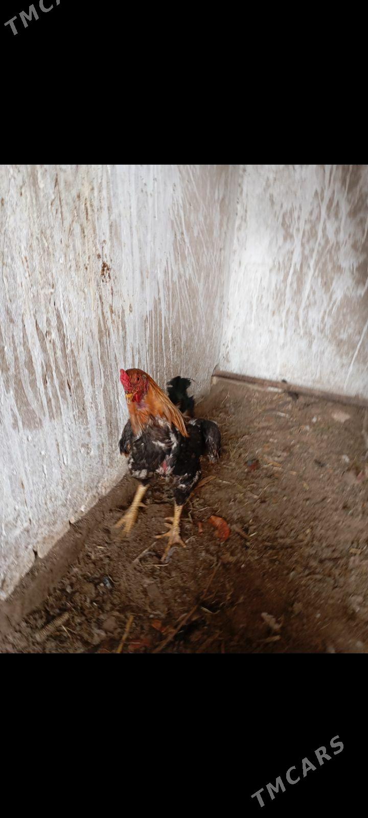 Orginal BaýsowyyOrginalBaýsow - Türkmenabat - img 1