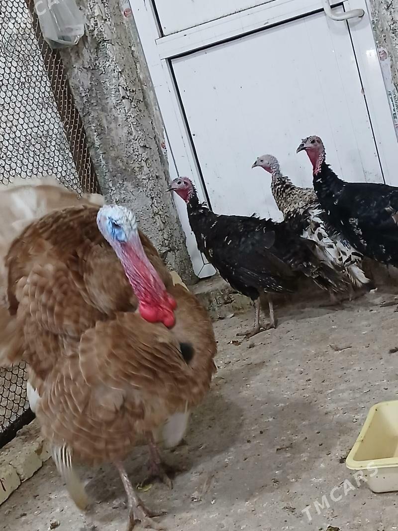 induk - Änew - img 1