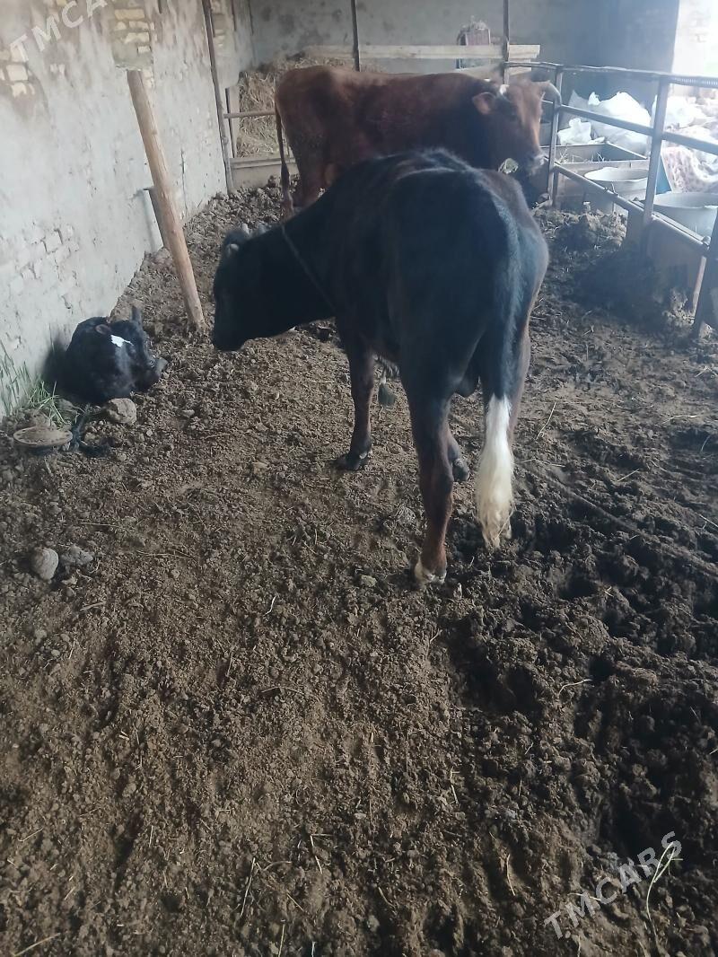 oküz - Wekilbazar - img 1