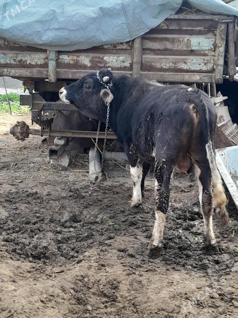 Ōkuz - Бузмеин - img 1