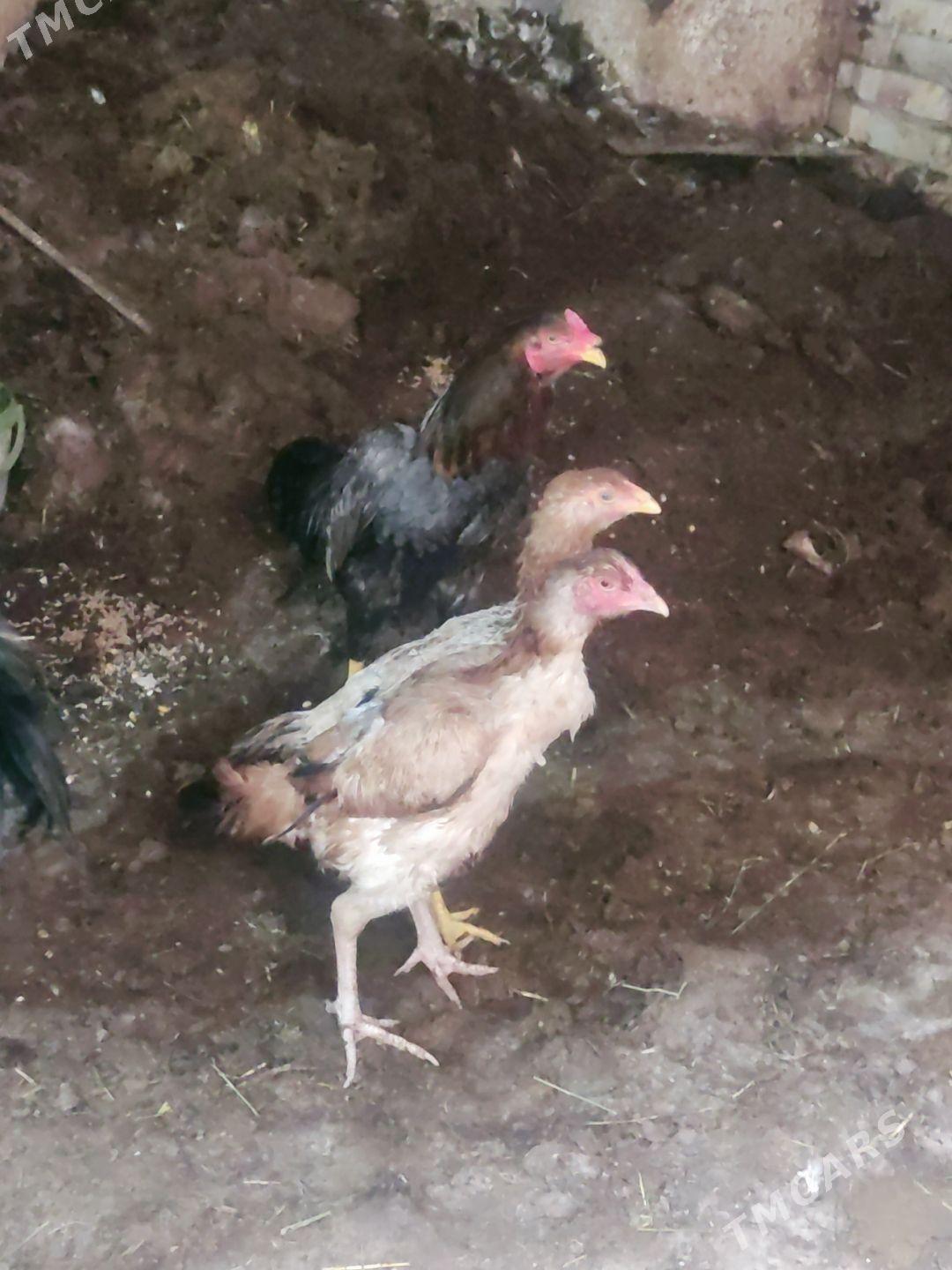 horaz i towuk - Türkmenabat - img 1